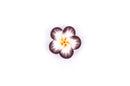 4 Polymer Clay Flower Pansy Plumeria Violet Beads . 25mm (1") . BROWN YELLOW, WHITE pol0039
