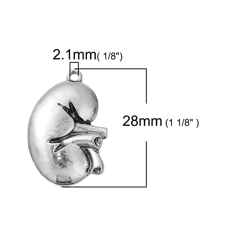 5 KIDNEY Charms, Anatomical Body Parts Pewter Charm Pendant, 28x19mm, chs3274