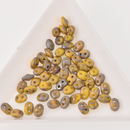 SuperDuo Lemon Matte Rembrandt Yellow 2-Hole Seed Beads 2.5x5mm, 5-Inch Tube, du0583120-83500 bsd0914