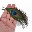 5 Large Peacock Feather Charms, Silver Loop Bail about 5.5" long chs4990