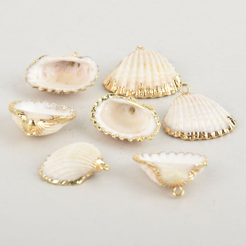 2 Natural Sea Shell Charms with gold plating, white seashell, chs6162