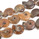 18mm-22mm Natural AMMONITE FOSSIL Beads, Natural Gemstone Beads, 21-24 beads, gaf0010