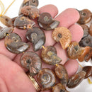 18mm-22mm Natural AMMONITE FOSSIL Beads, Natural Gemstone Beads, 21-24 beads, gaf0010