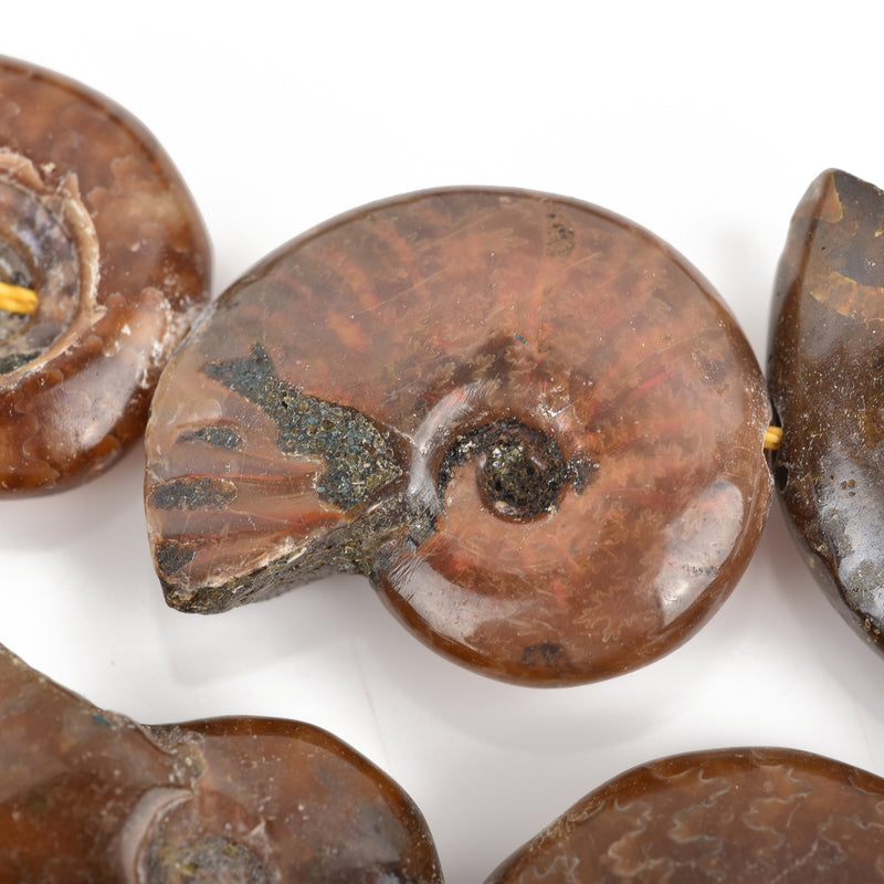 18mm-22mm Natural AMMONITE FOSSIL Beads, Natural Gemstone Beads, 21-24 beads, gaf0010