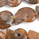 18mm-22mm Natural AMMONITE FOSSIL Beads, Natural Gemstone Beads, 21-24 beads, gaf0010