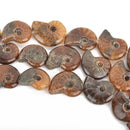 18mm-22mm Natural AMMONITE FOSSIL Beads, Natural Gemstone Beads, 21-24 beads, gaf0010
