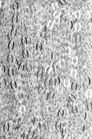 1 yard Silver Plated Oval Link Chain, Flat Oval Links are 6x3.5mm, fch0502