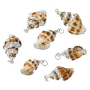 5 Natural Conch SeaShell Charms with silver plating and silver bail, white/tan/brown sea shell, about 1.15" to 1.5" long cho0185
