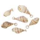 5 Natural Sea Shell Charms with gold plating and gold bail, white/tan/brown seashell, about 1" to 1 1/4" long,  cho0182