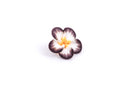 4 Polymer Clay Flower Pansy Plumeria Violet Beads . 25mm (1") . BROWN YELLOW, WHITE pol0039